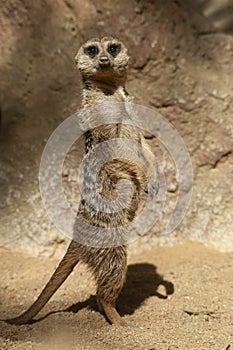 Especie animal, Suricata suricatta photo